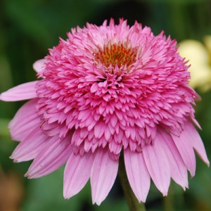 Echinacea-Pink-Double-Delight-from-Great-Garden-Plants-300x300