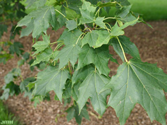 Acer-platanoides-JH