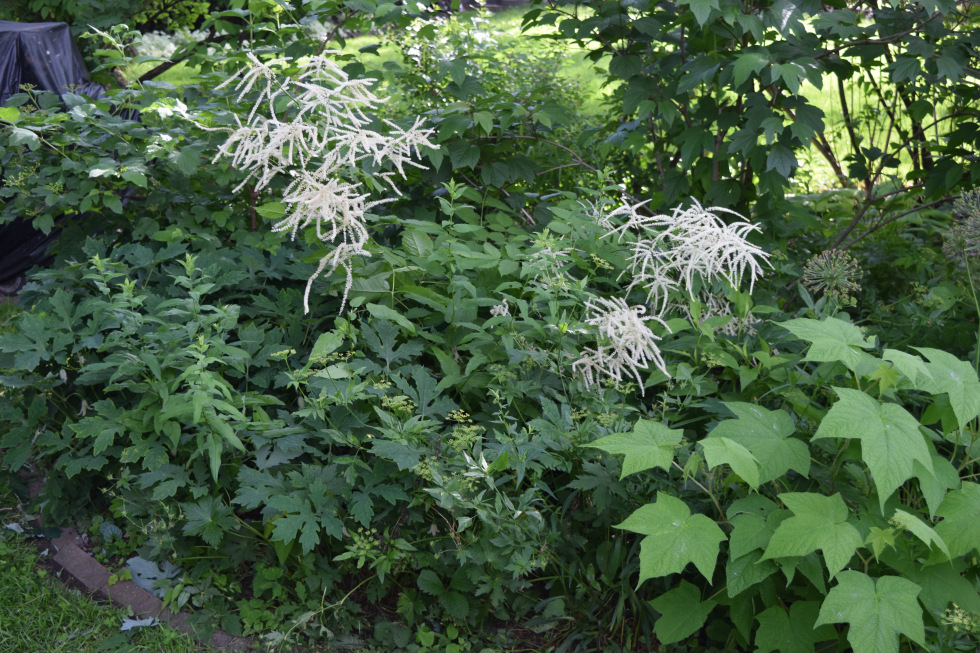 Goatsbeard and purple-flowering raspberry