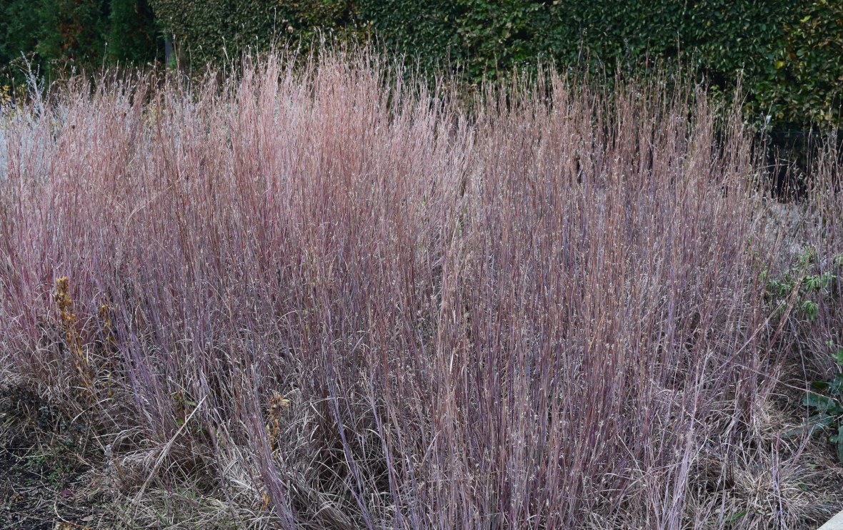 Little Bluestem