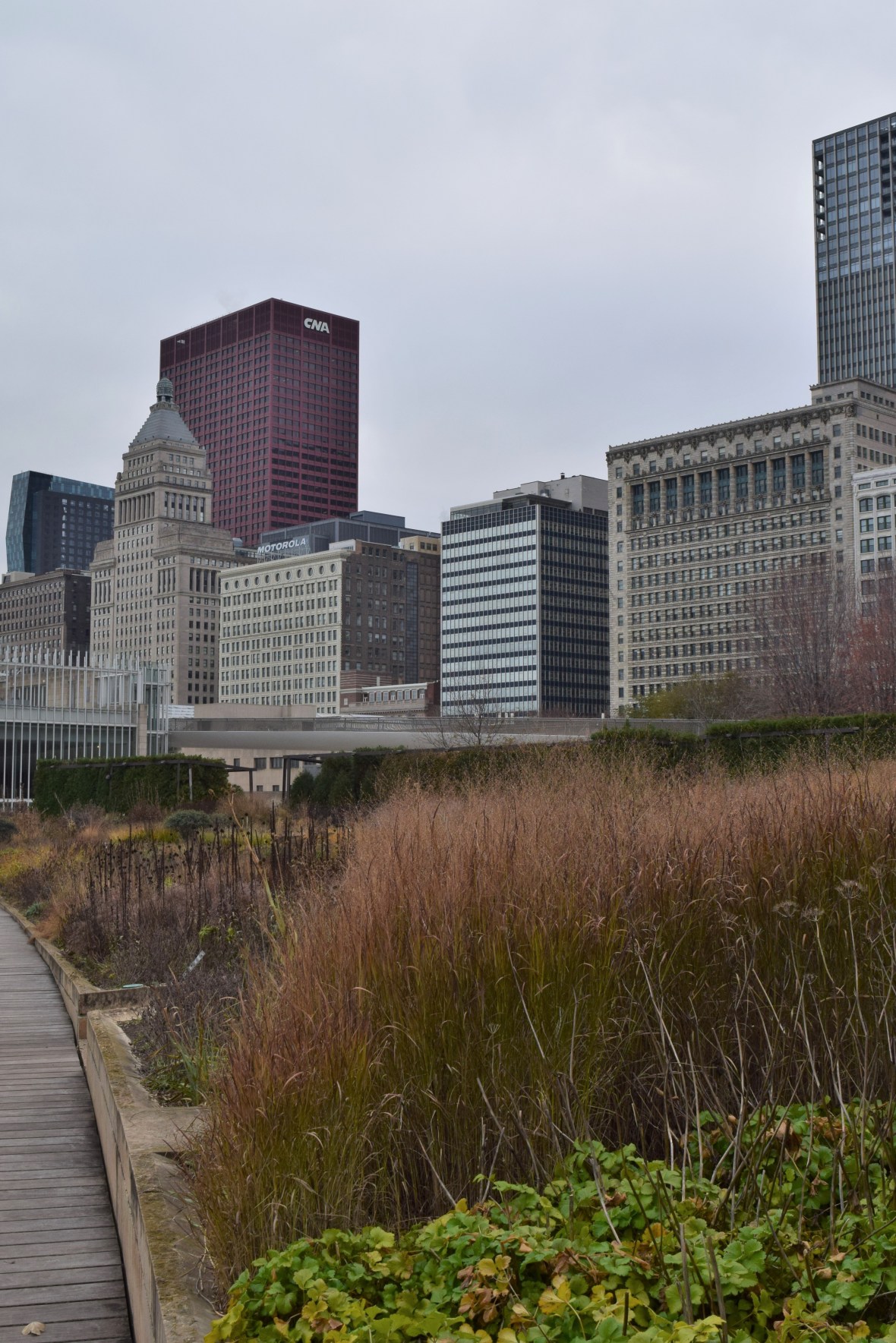 switchgrass lurie nov 16