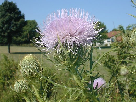 thistle1