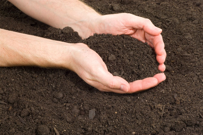 handful of soil