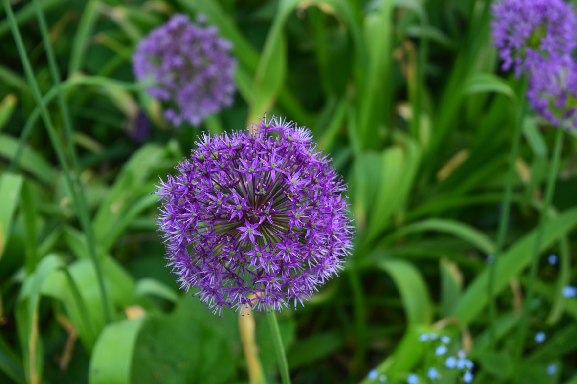 Allium close