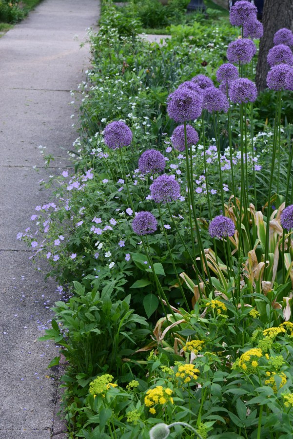 Allium sidewalk 2