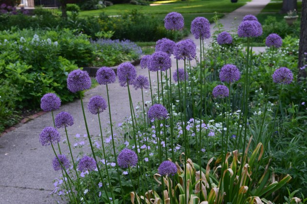Allium sidewalk