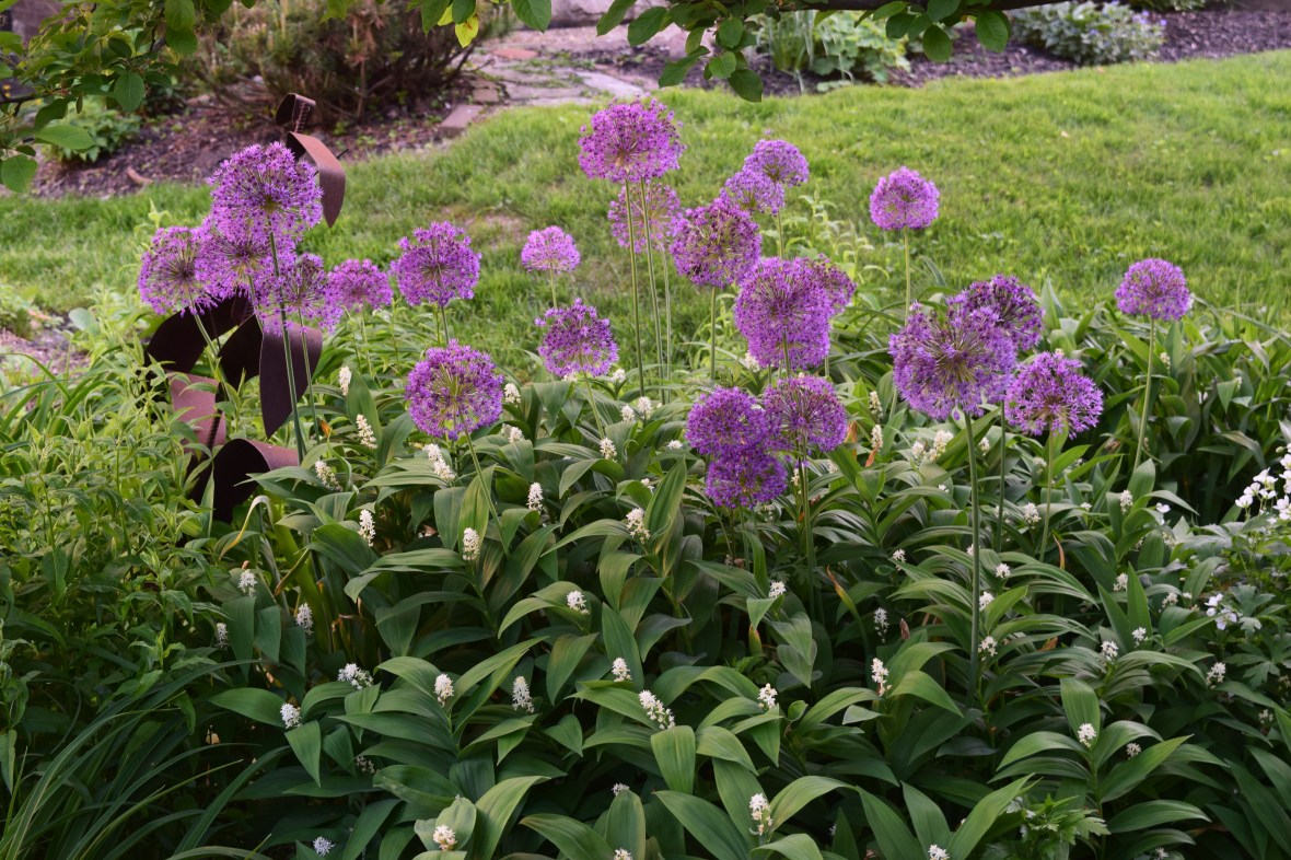 Alliums in crabapple bed