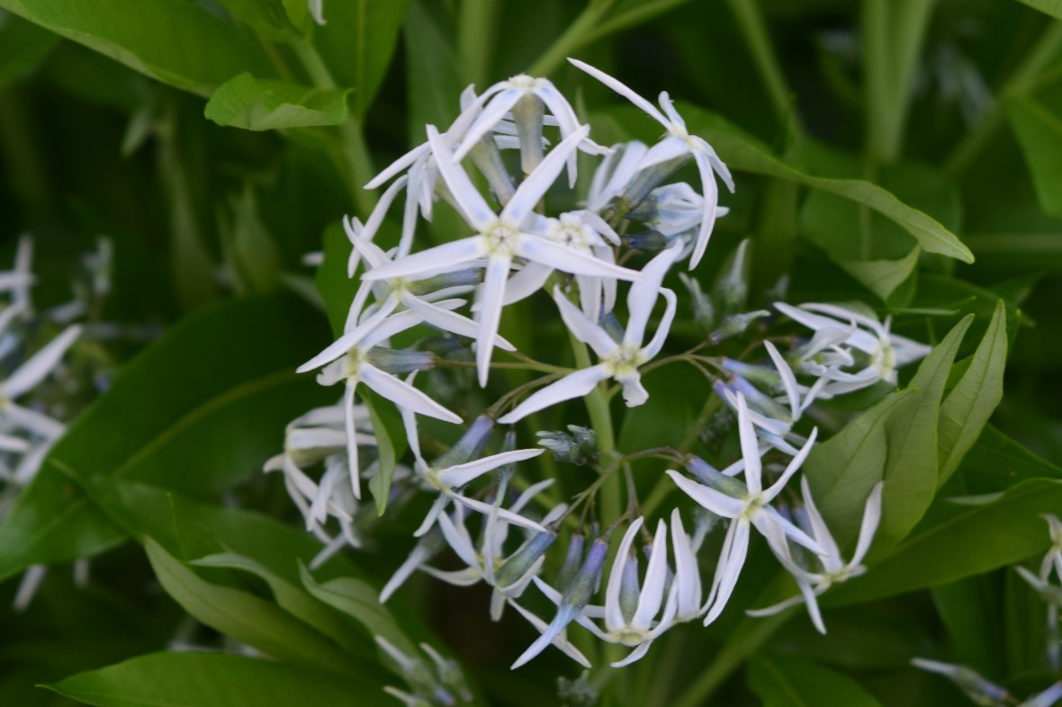Amsonia tab close