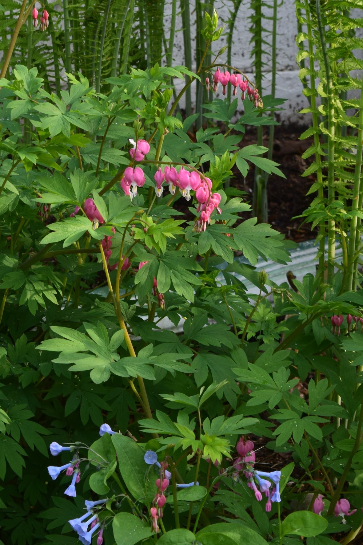 bleeding heart, bluebells