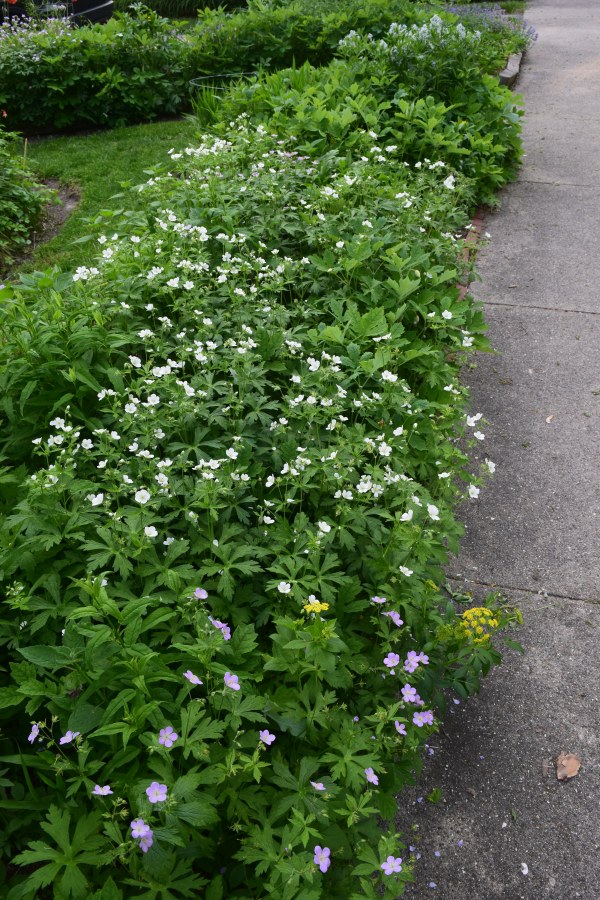 Geranium sidewalk border