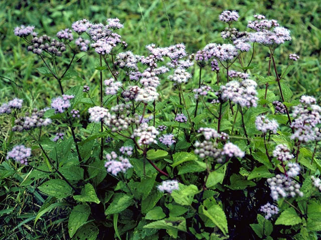 mistflower