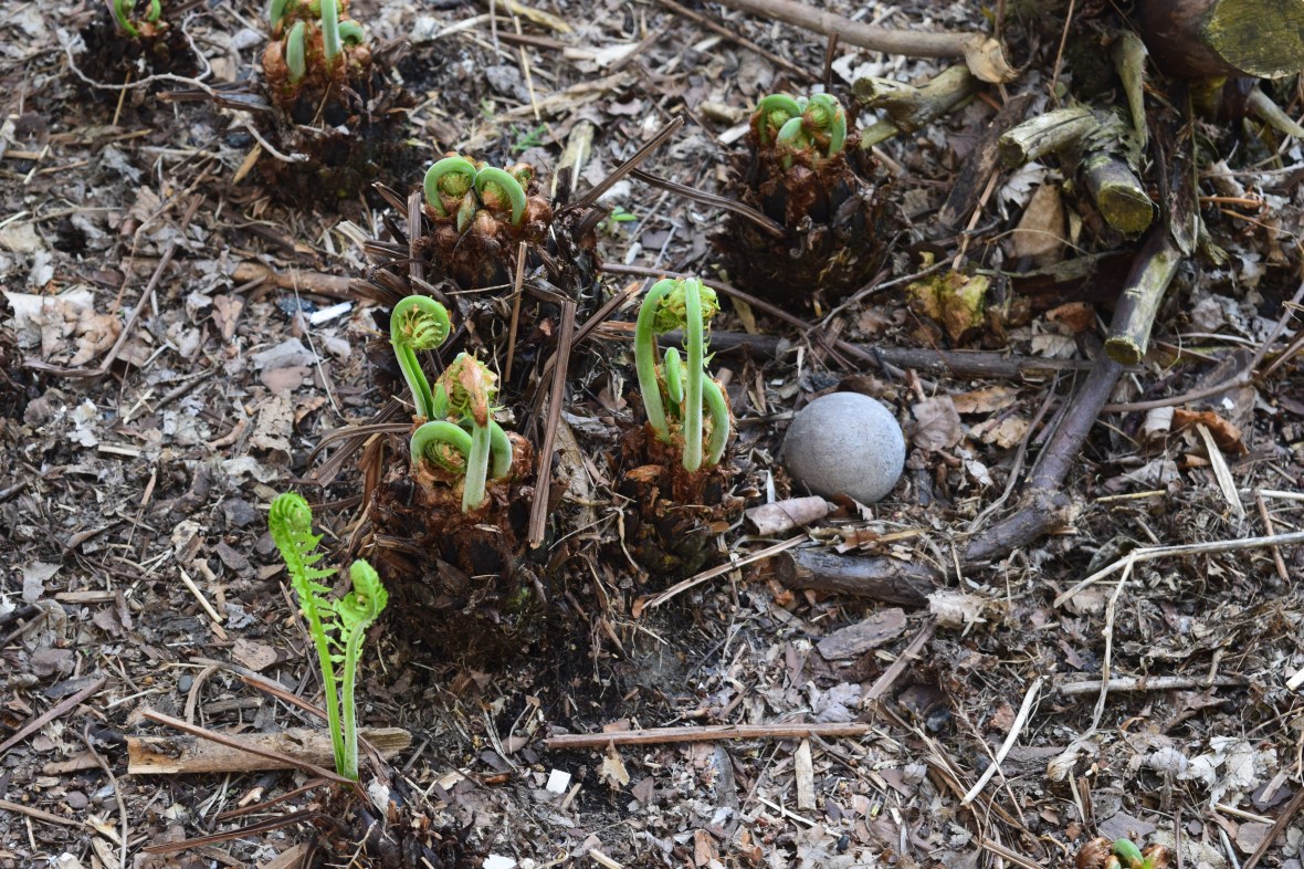 Ostrich fern fiddleheads