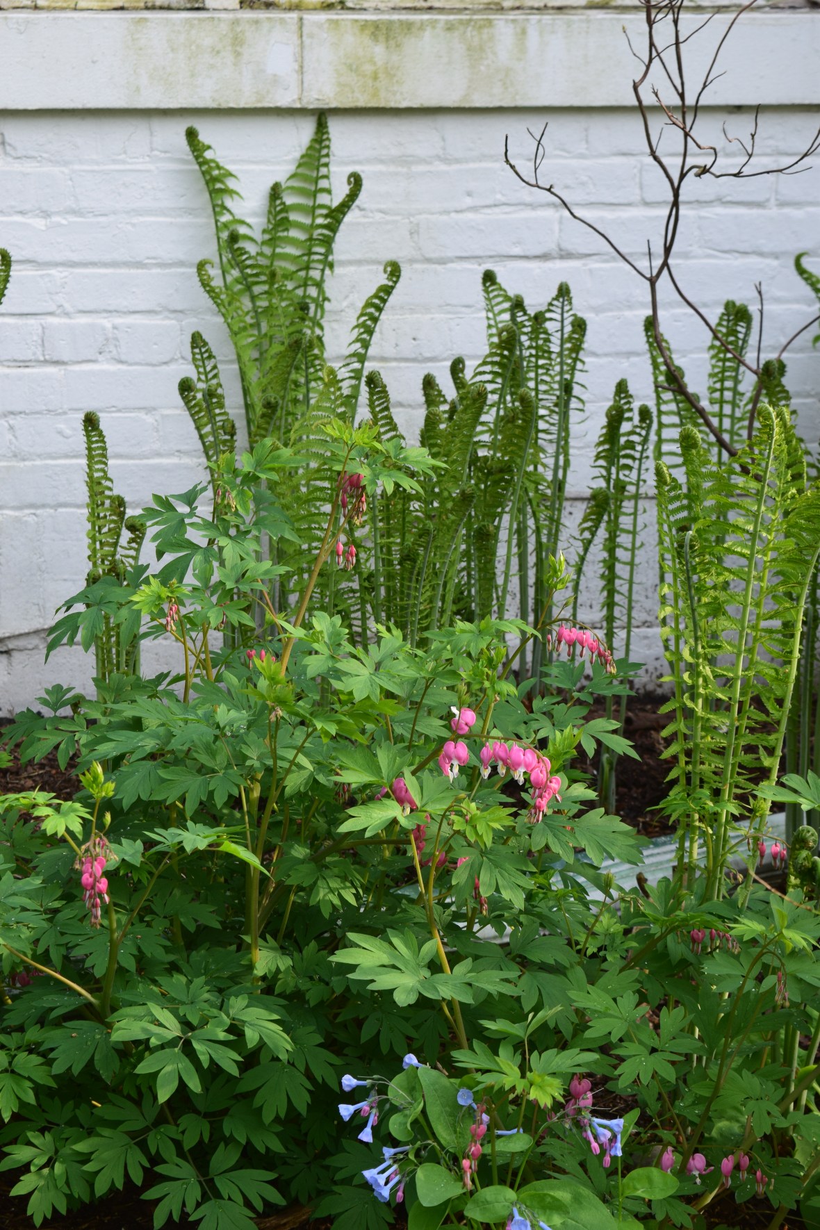 ostrich ferns, bluebells, bleeding heart 2