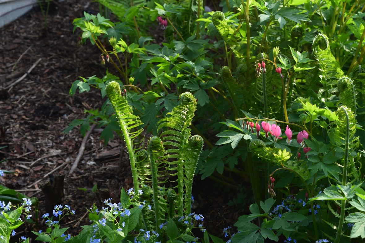 ostrich ferns, brunnera, bleeding heart