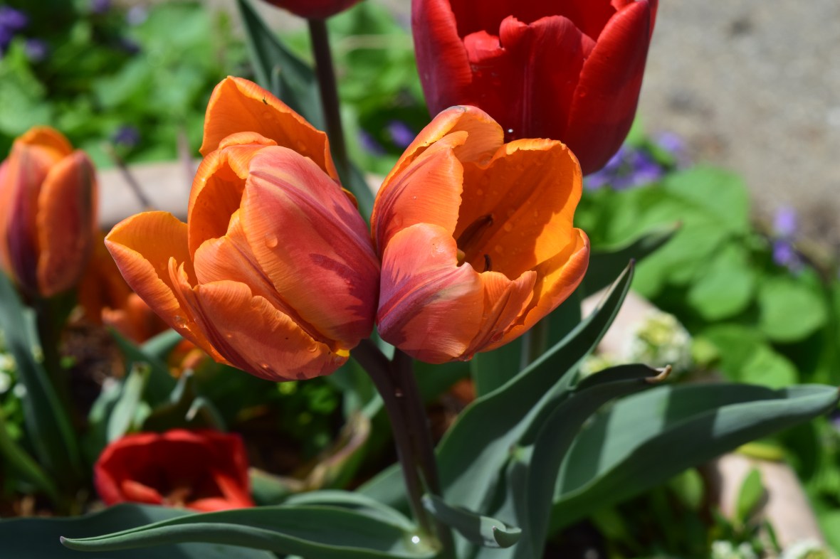 tulip 2 headed princess irene