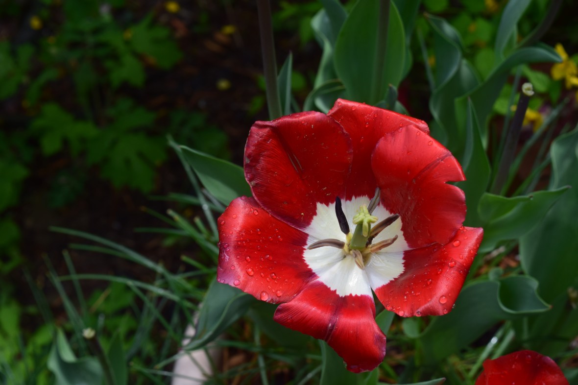 tulip fostery king whte base