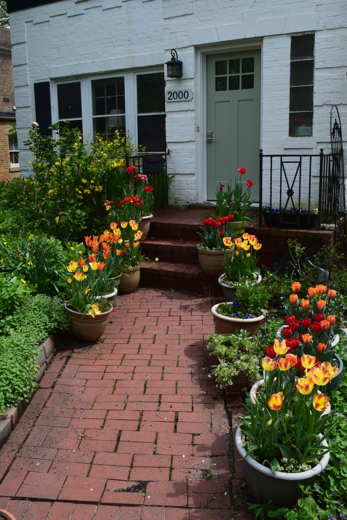 tulips in containers 2