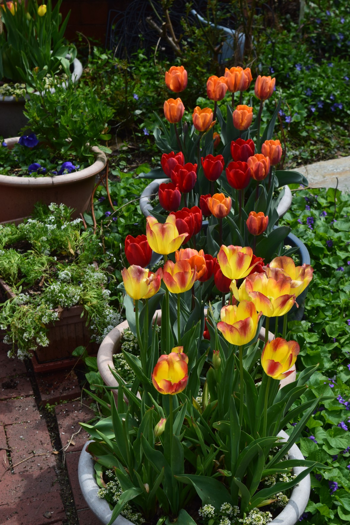 tulips in containers 3