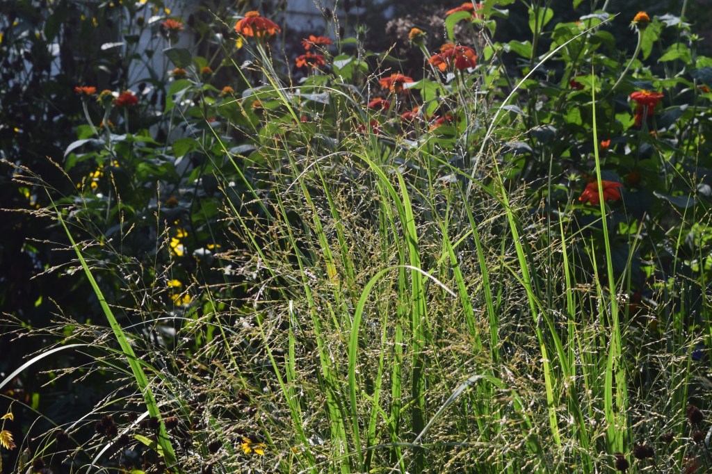 Switchgrass and River Oats – gardeninacity