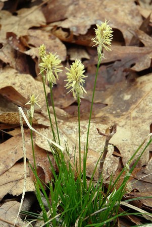 penn sedge flower