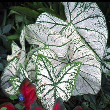 araceae-caladium-candidum_sr-angel_wings-_elephant_ears-1