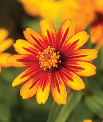 zinnia sunburst