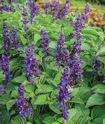 salvia big blue