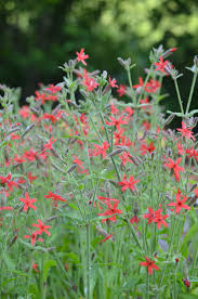 royal catchfly2
