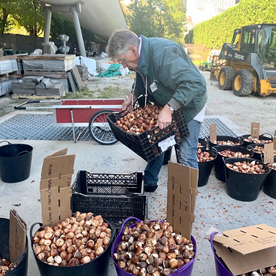 Lurie Garden’s Bulb Bonanza – gardeninacity