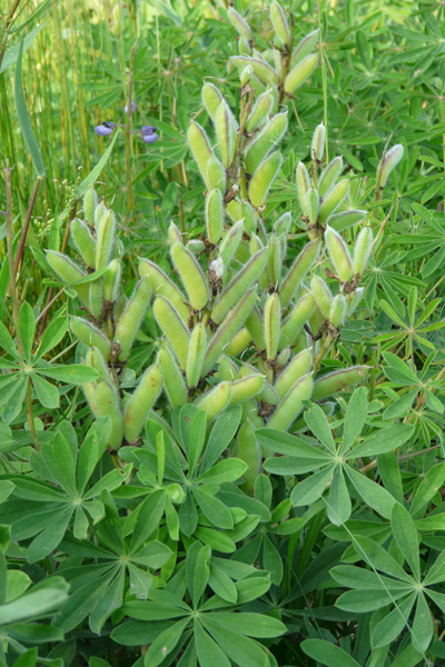pn lupine 2