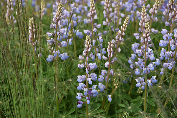 prairie nursery lupine
