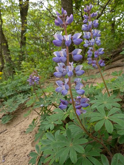 wild_lupine1 il wildflower