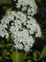 il wildflowers blackhaw