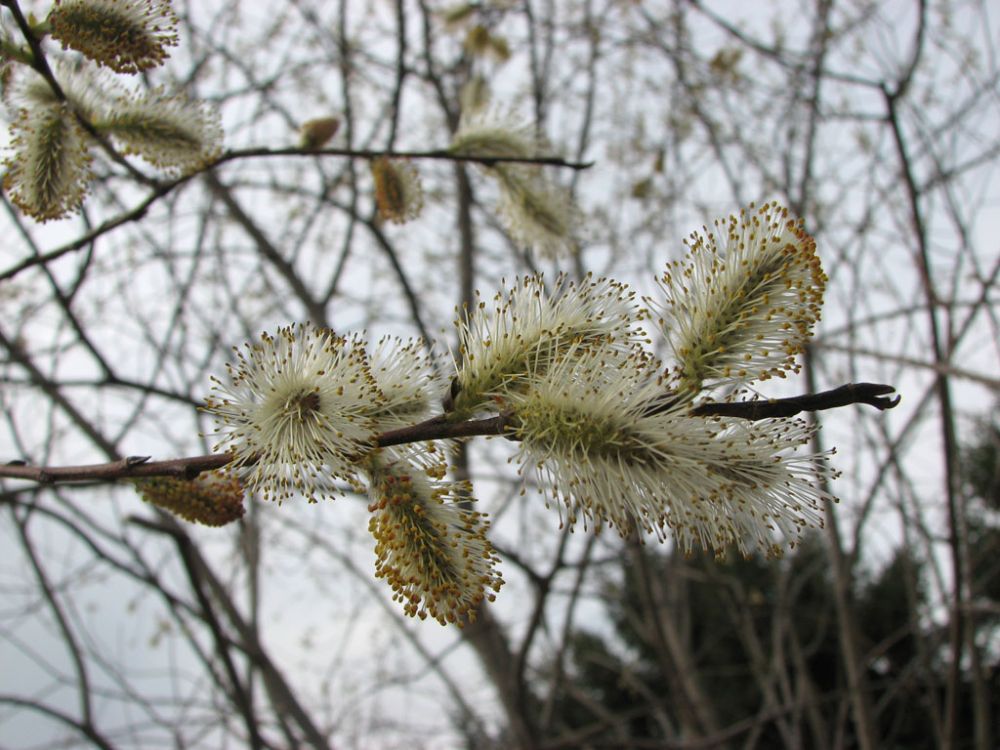 salix-discolor-pussy-willow-male_buds_1000x750