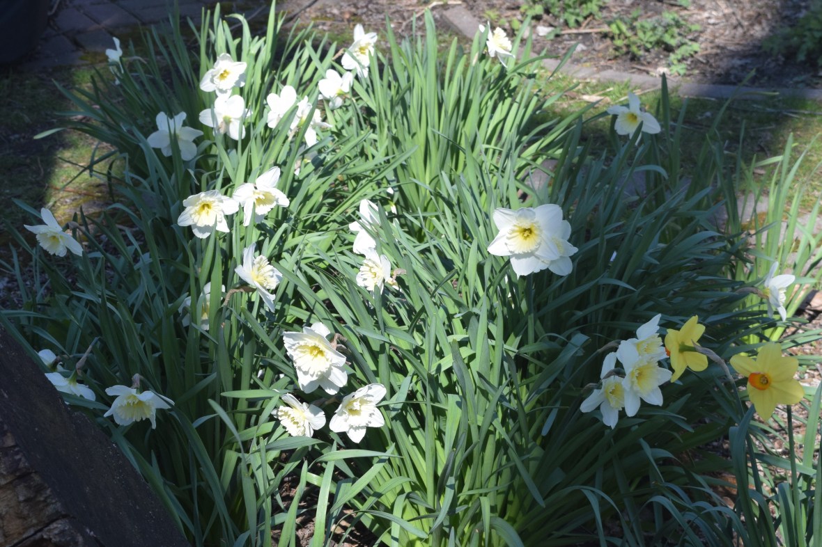 Narcissus 'Ice Follies'
