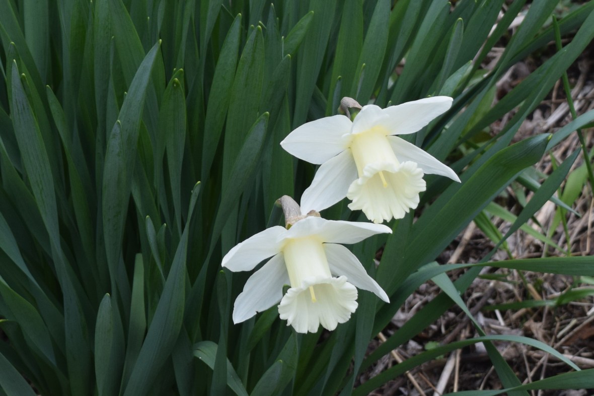 Narcissus 'Mt. Hood'