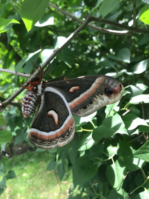 A18D3A0F-19A9-44FB-B33C-7B6D41FD0C60