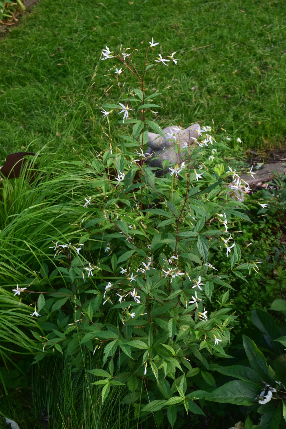 More Bowman’s Root, Please – gardeninacity