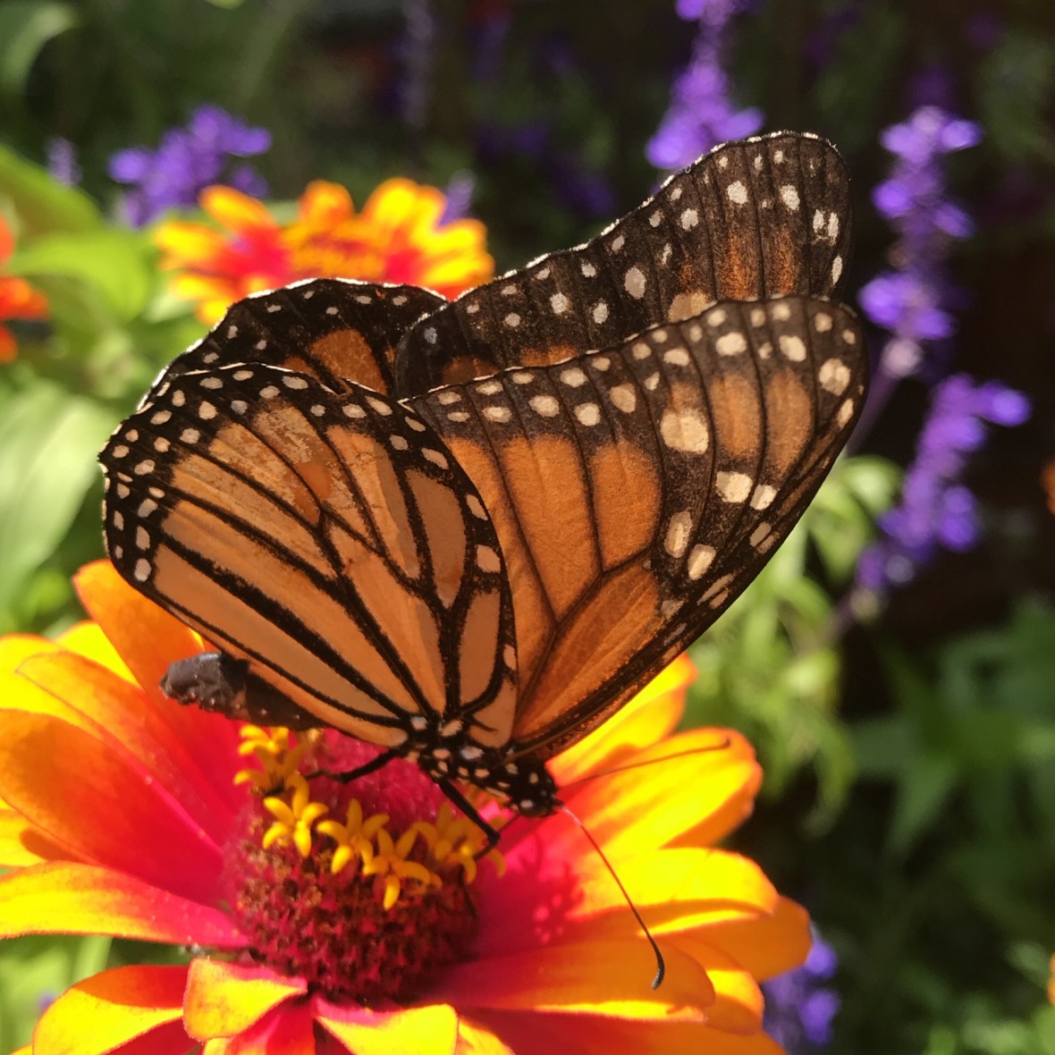 A16534AC-A29B-4F33-A310-793F0F5091A6