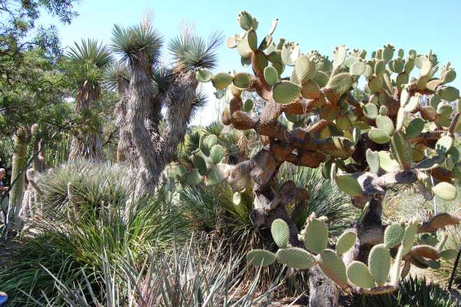 The spines are really leaves and the leaves are really stems, or possibly the other way round. Ruth Bancroft Garden.