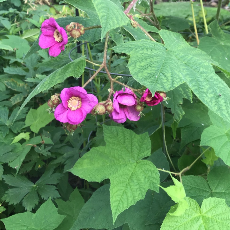Purple Flowering Raspberry Tree Summer Blooms To Brighten The Shady Garden – gardeninacity