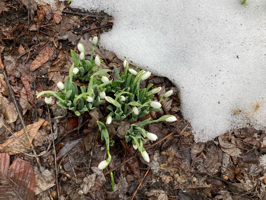 Snowdrops